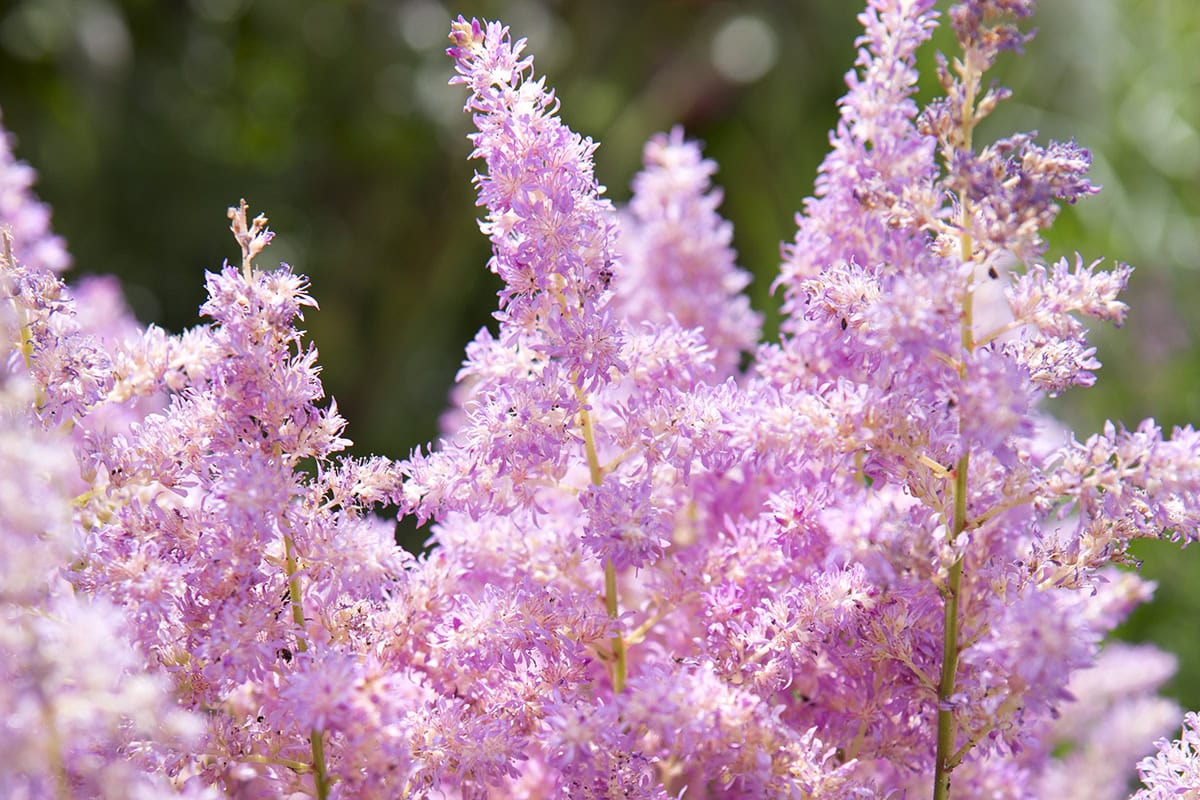 Zachtroze bloempluimen van de astilbe.