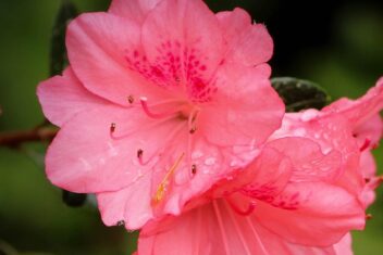 Roze (koraalkleurige) bloem van de azalea