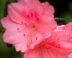 Roze (koraalkleurige) bloem van de azalea
