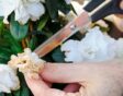 Iemand kopt met een schaar uitgebloeide azalea-bloemen.