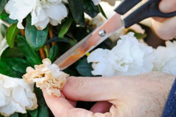 Iemand kopt met een schaar uitgebloeide azalea-bloemen.