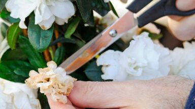 Iemand kopt met een schaar uitgebloeide azalea-bloemen.