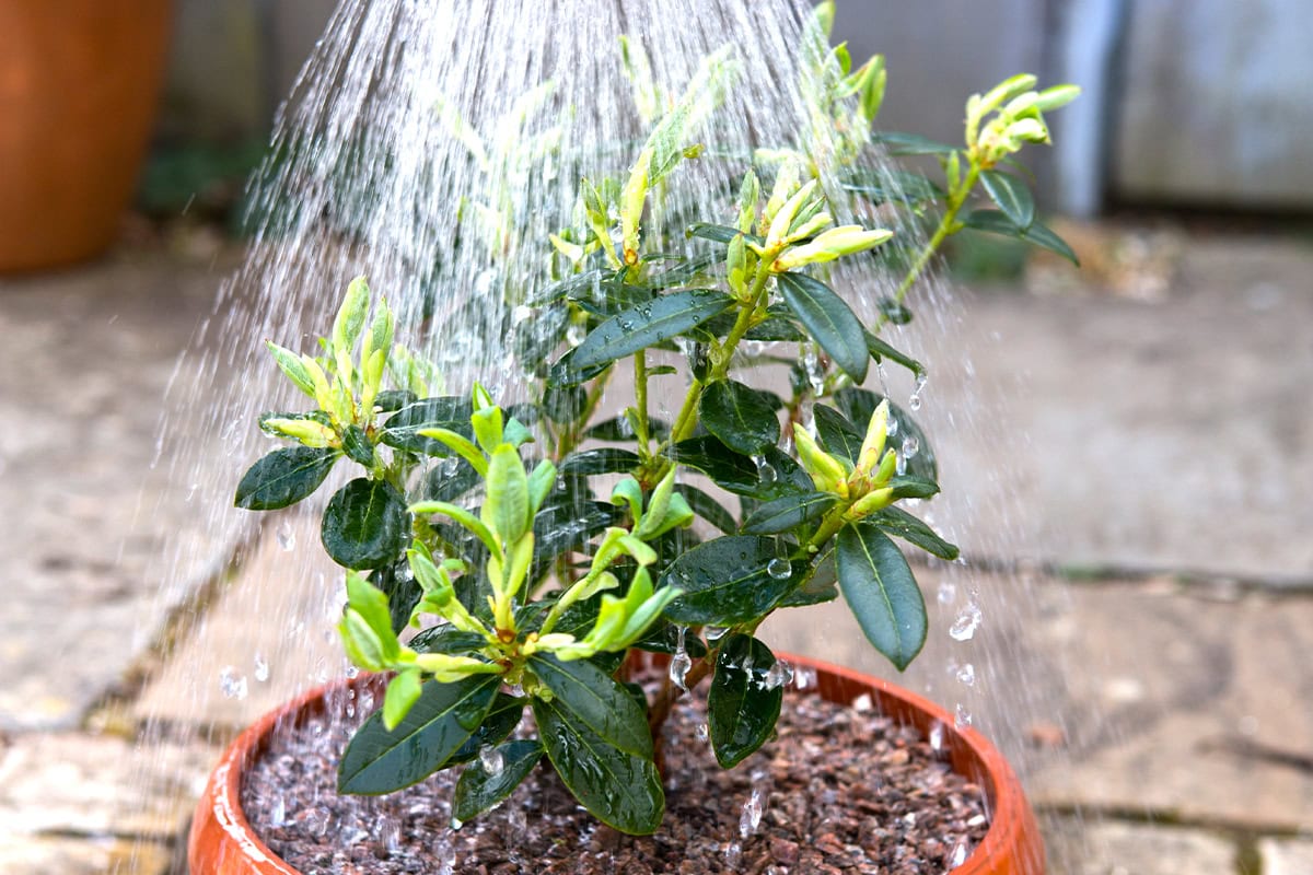 Close-up van een kleine azaleaplant in pot die water krijgt.