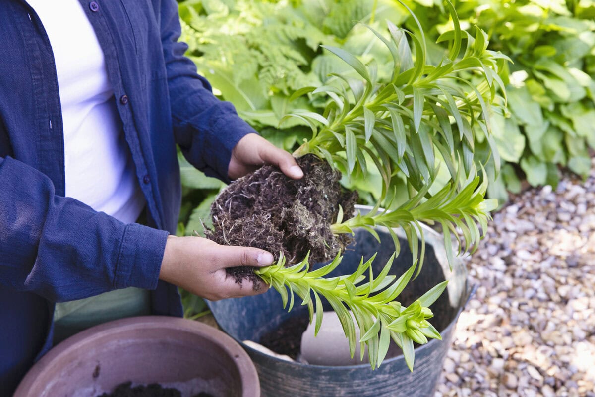 Iemand deelt de plant van een Aziatische lelie in meerdere delen.