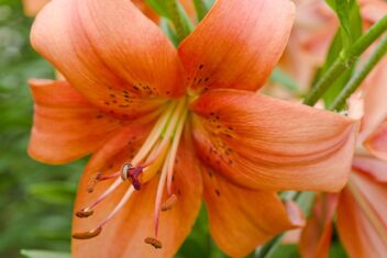 Grote oranje bloem van Lelie 'Pearl'