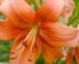 Grote oranje bloem van Lelie 'Pearl'