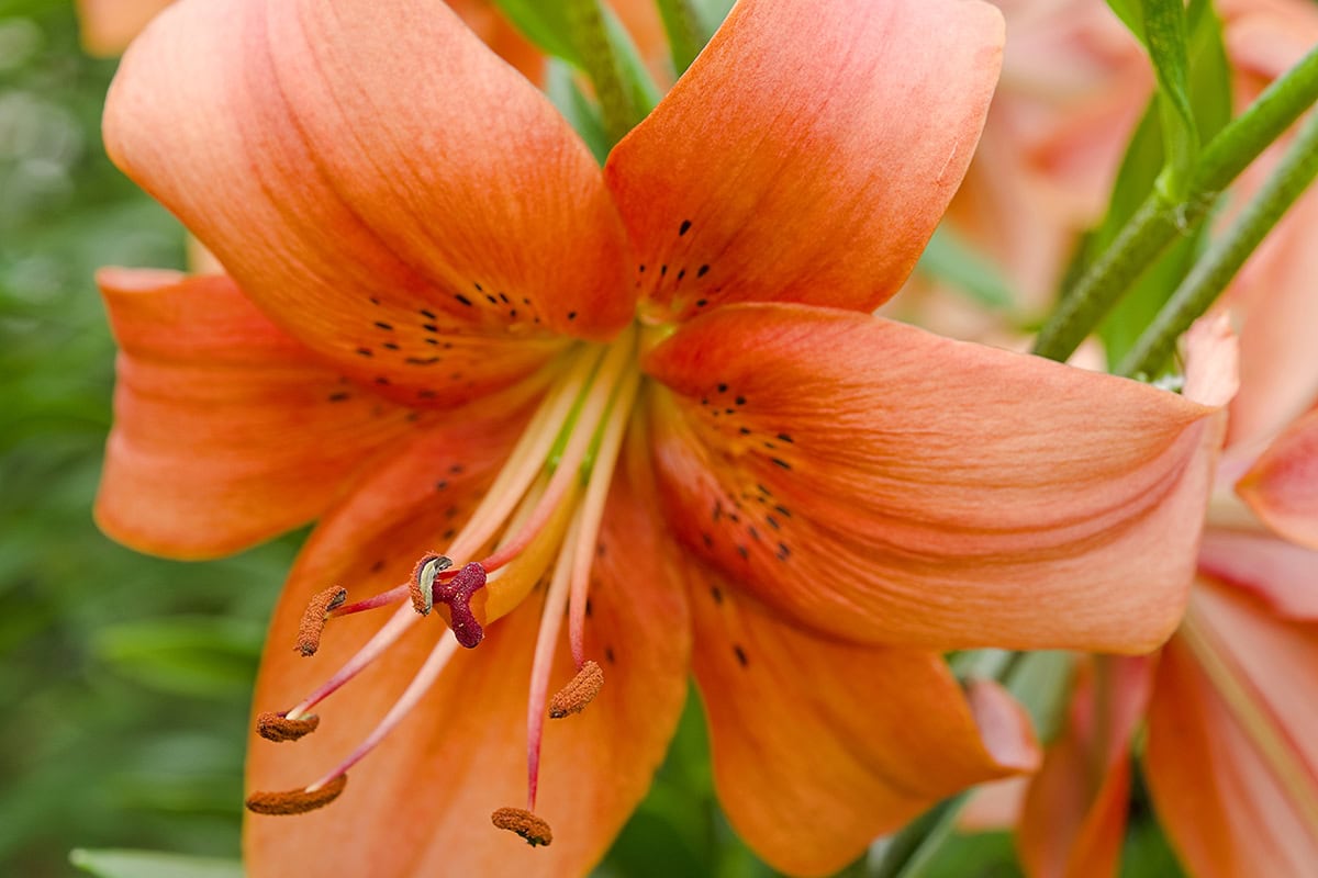 Grote oranje bloem van Lelie 'Pearl'