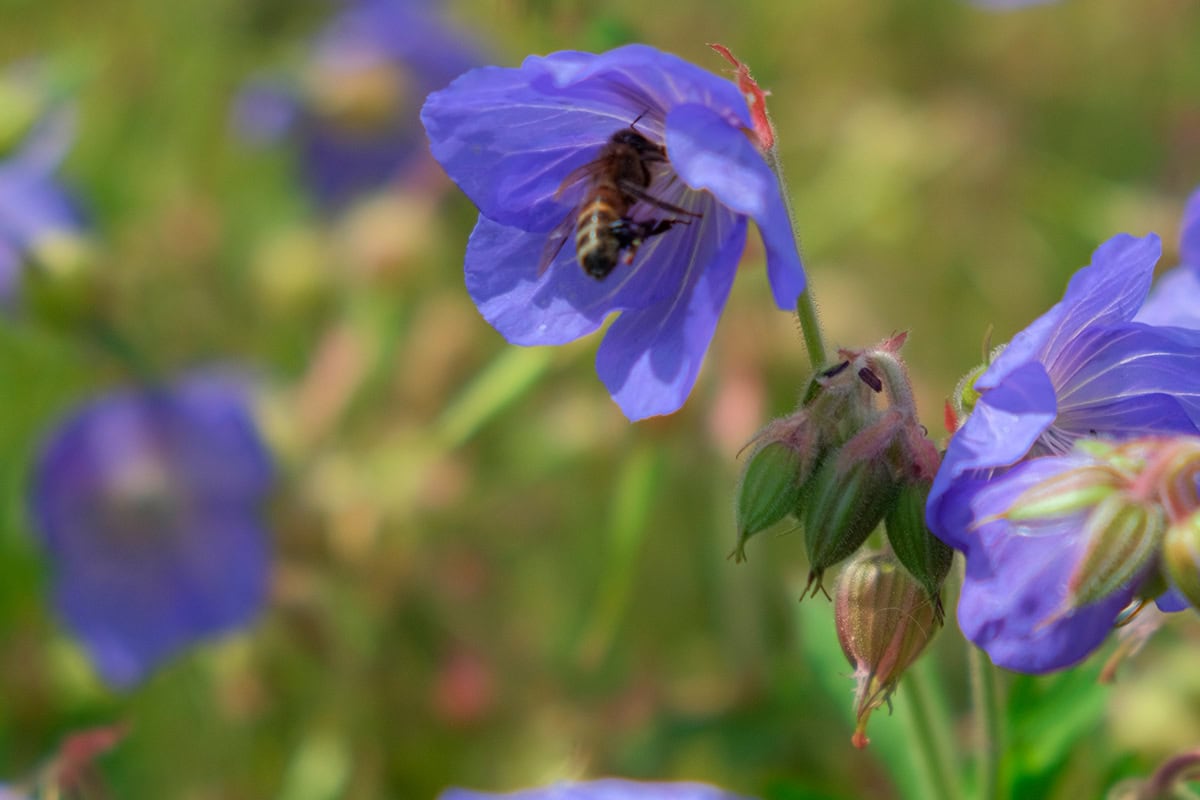 Bij in felblauwe bloem
