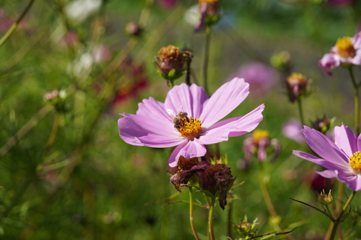 Een bij op roze cosmea.