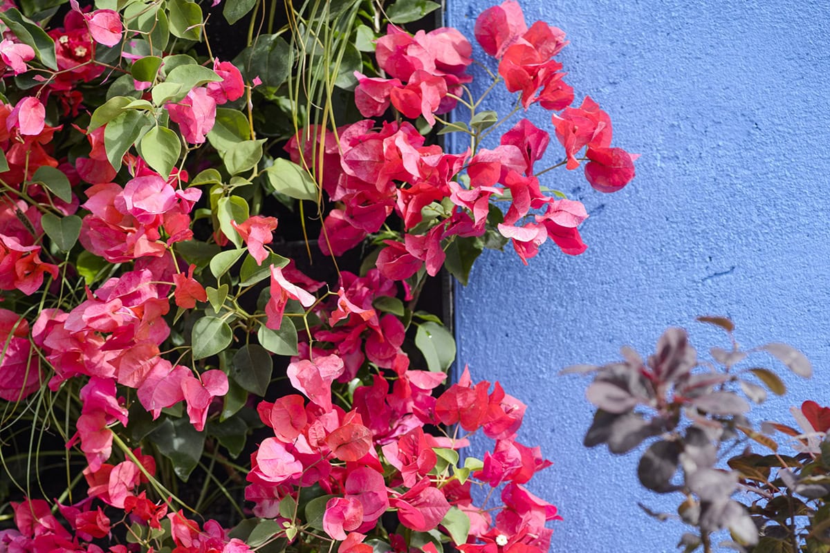Roze bloemen regen een blauw geverfde muur.