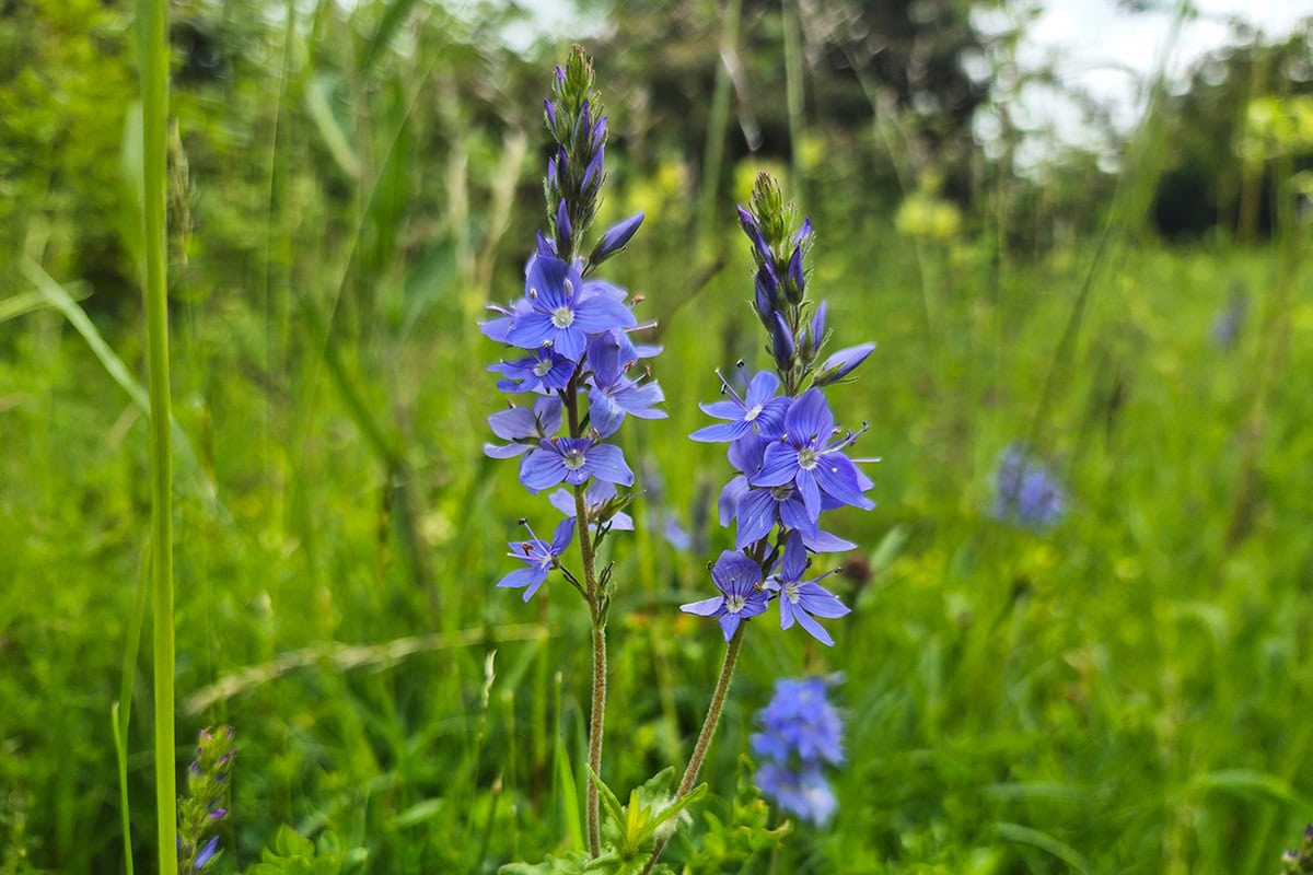 Plant met felblauwe bloemen in aren geplaatst.