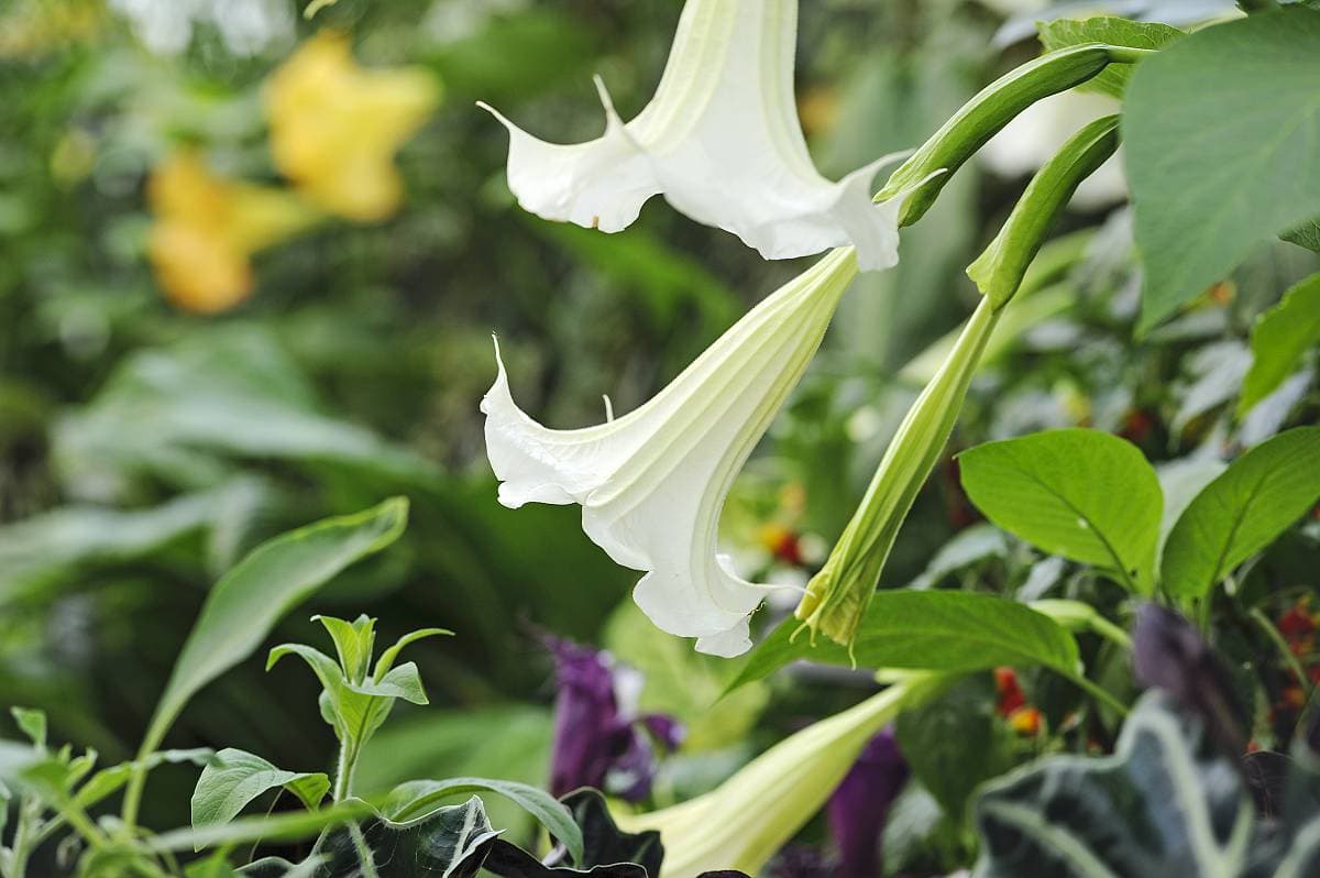 hangende trompetbloemen van Brugmansia