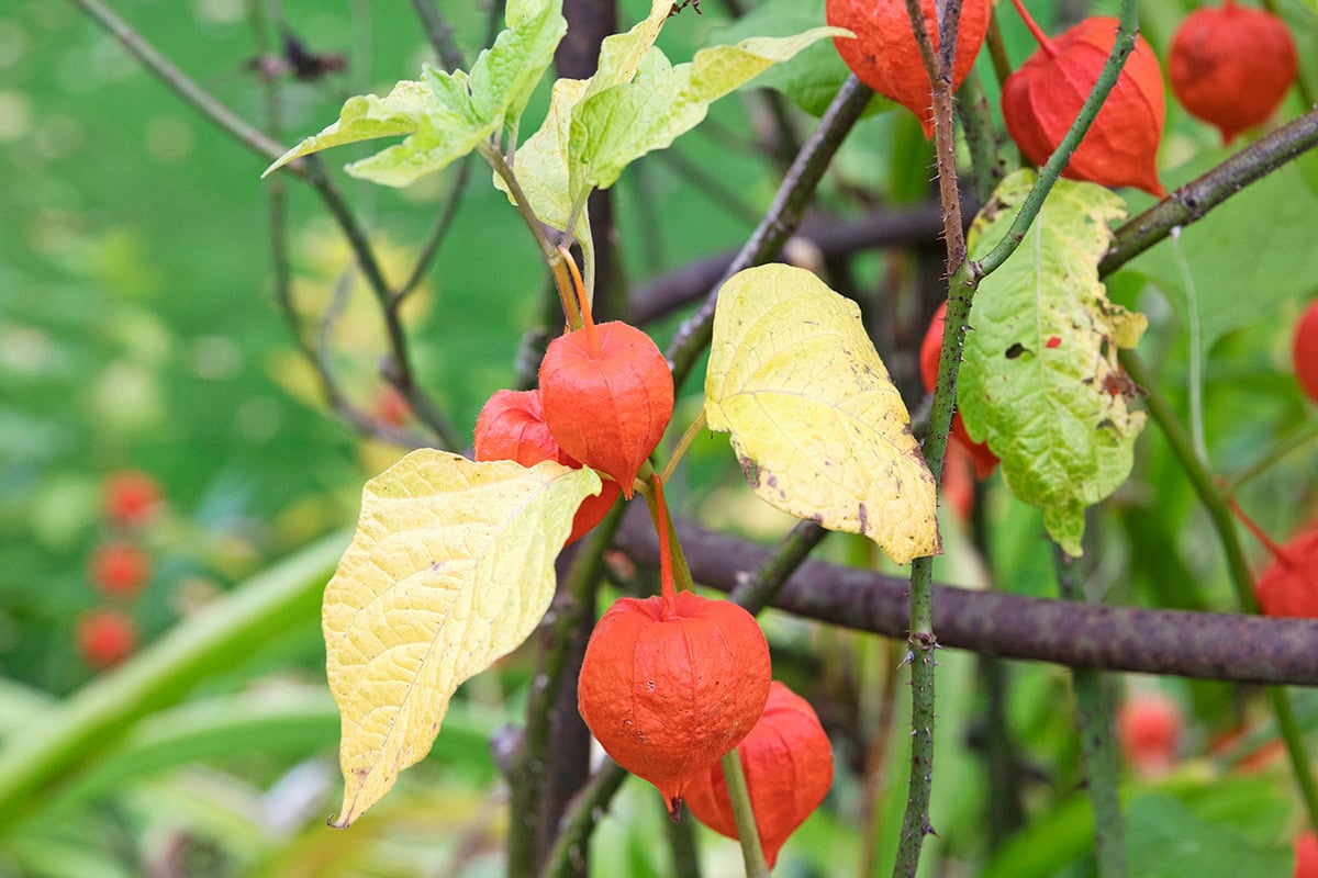 Oranje vruchten aan plant in de herfst