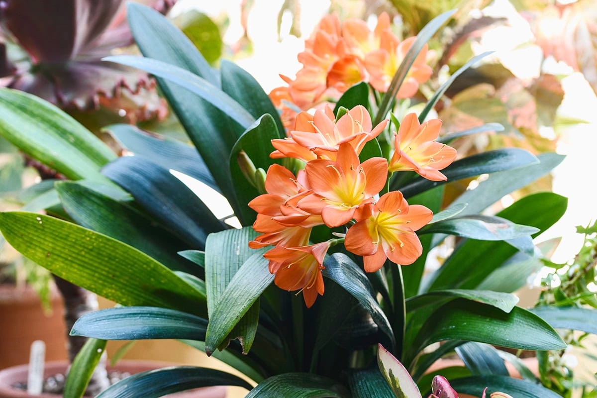 Oranje bloemen aan tropische plant met brede groene bladeren