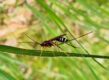 insect op grasspriet