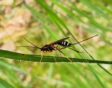 insect op grasspriet