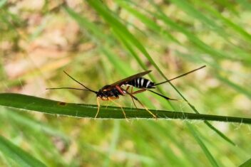 insect op grasspriet