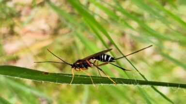 insect op grasspriet