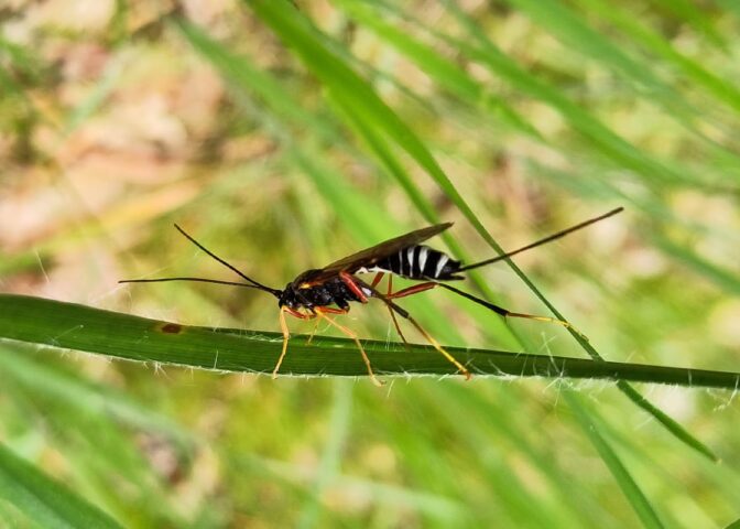 insect op grasspriet