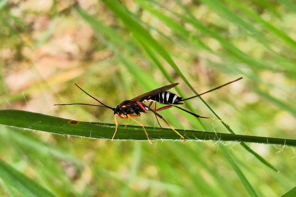 insect op grasspriet