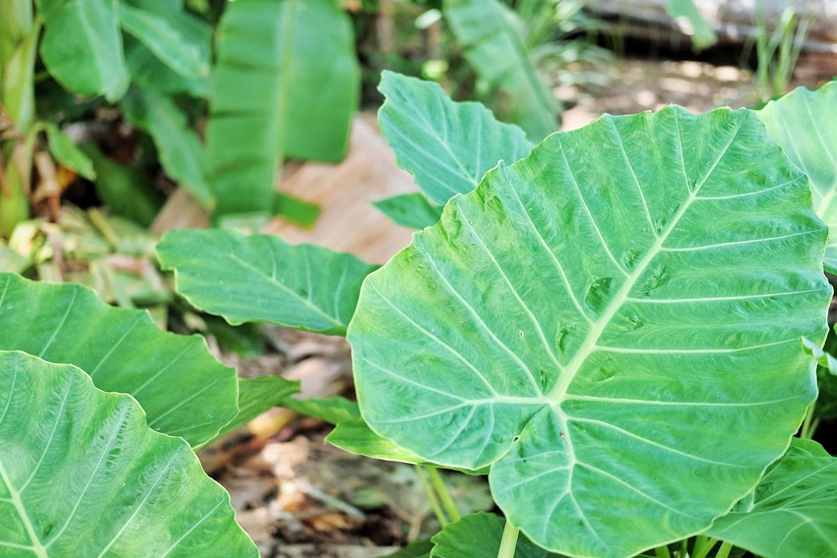 Grote bladeren van plant in een bos