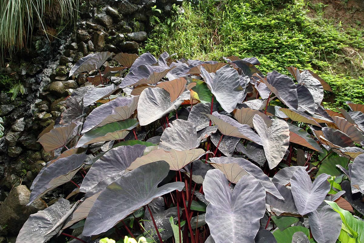 Plant met grote, paarszwarte bladeren op heuvel.