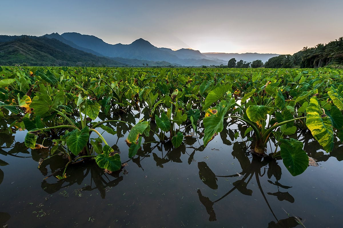 Water vol met planten met grote bladeren.