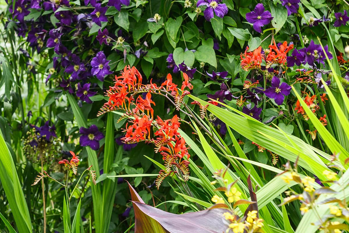 Rode bloemen in een tuin