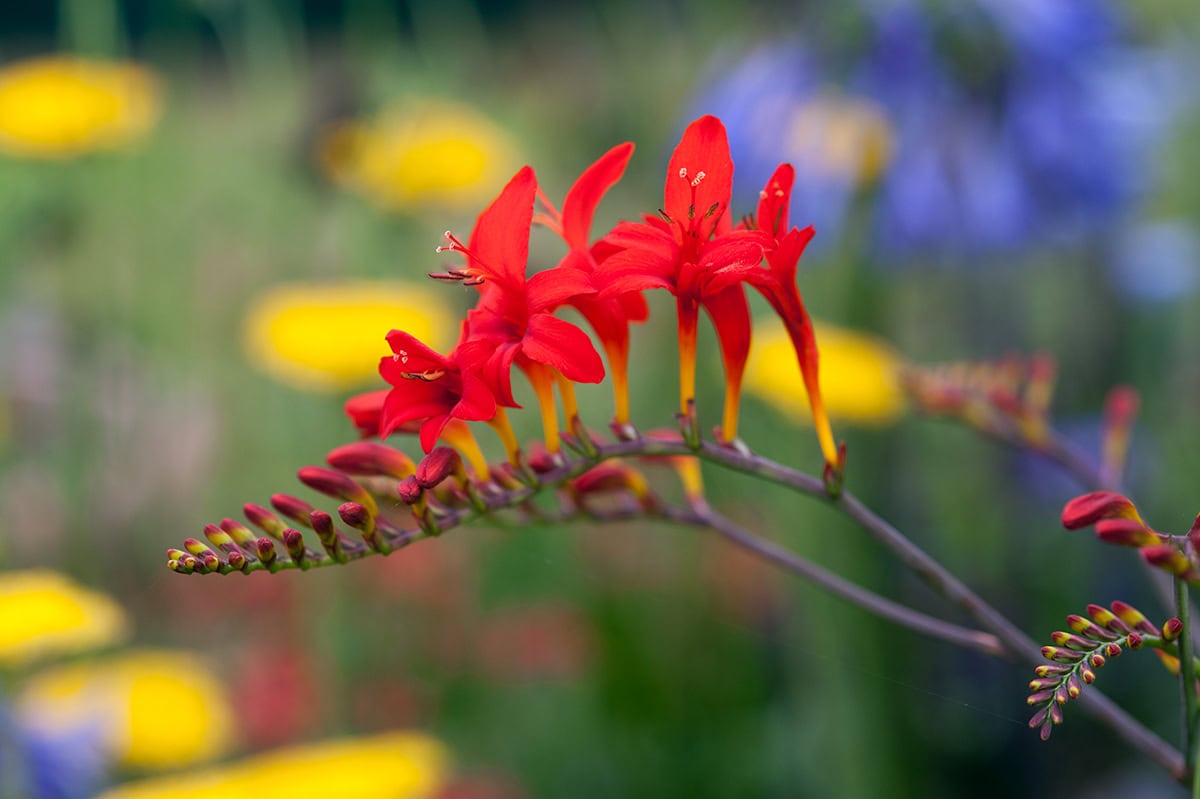 Rode bloemen aan stengel met kleurrijke achtergrond.