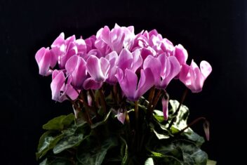 Plant met roze bloemen en gevlekte groene bladeren