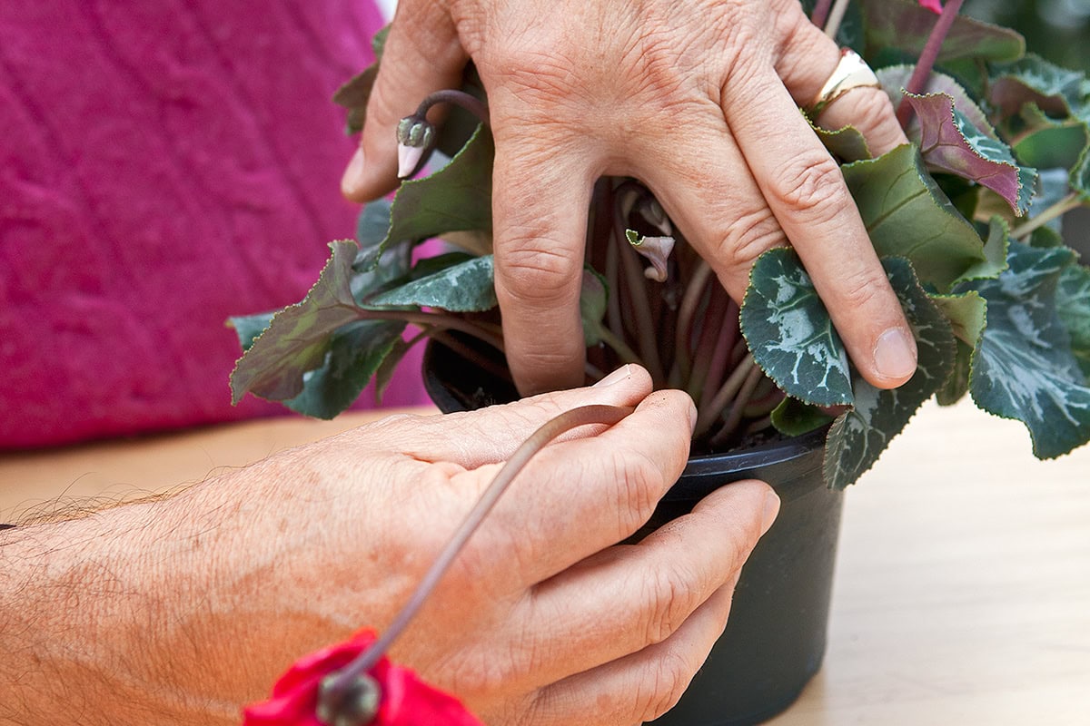 Iemand haalt bloem uit pot cyclamen