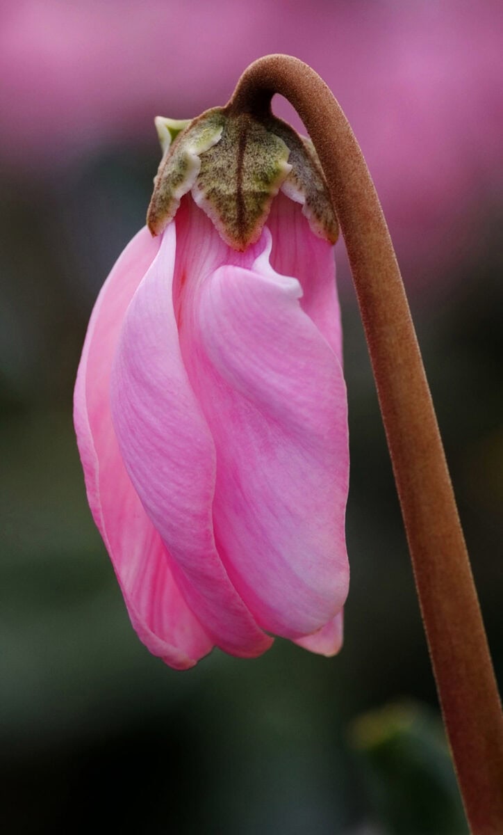 Roze ontvouwende bloem uit stengel.