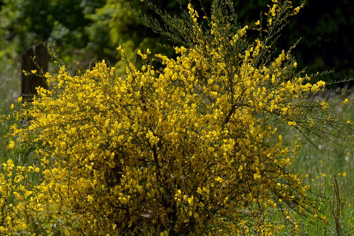 Bremstruik, Cytisus scoparius.