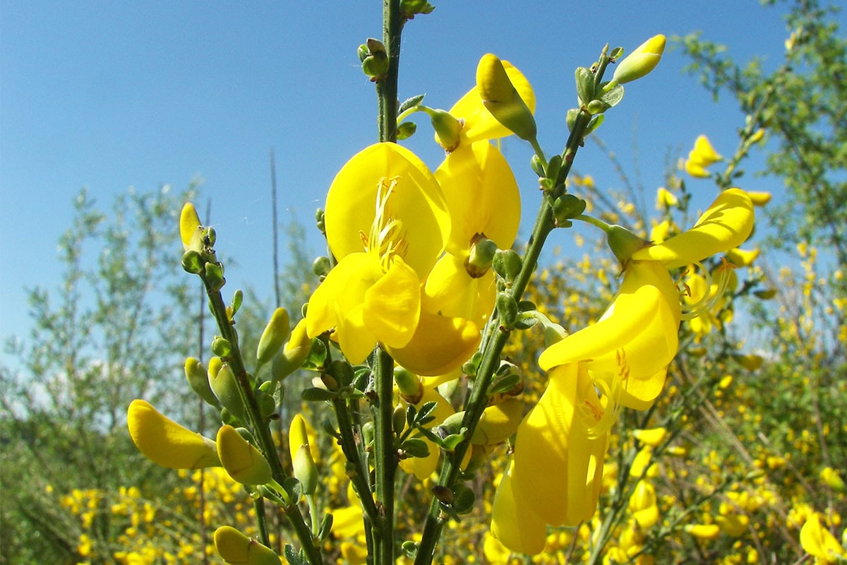 Close-up van de inheemse bremsoort Cytisus scoparius.