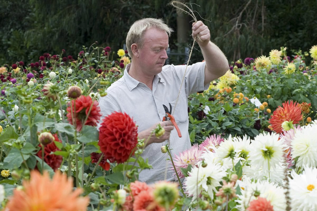 Man in dahliaveld met touw om de bloemen te ondersteunen.