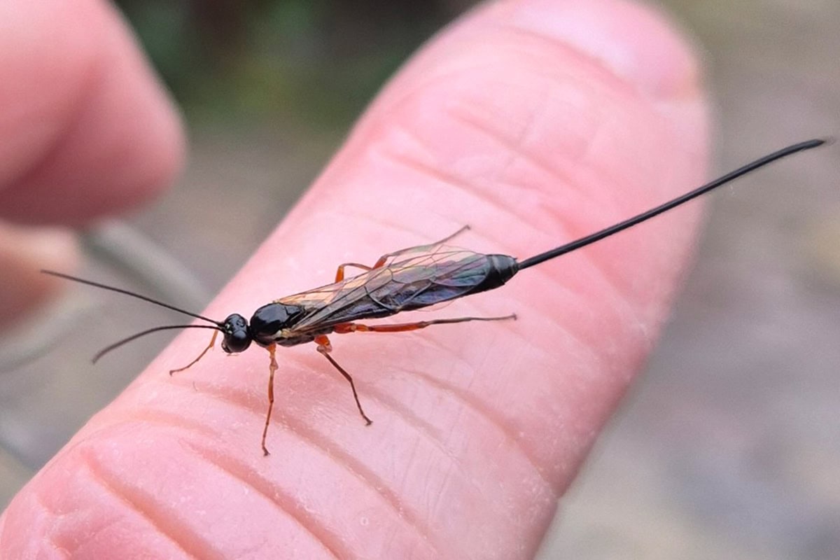 insect met lange legboor op vinger