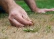 Hand houdt droog gras vast in de tuin.