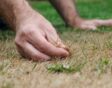 Hand houdt droog gras vast in de tuin.