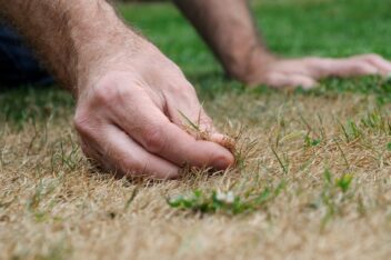 Hand houdt droog gras vast in de tuin.