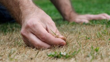 Hand houdt droog gras vast in de tuin.