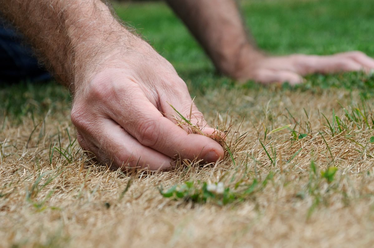 Hand houdt droog gras vast in de tuin.