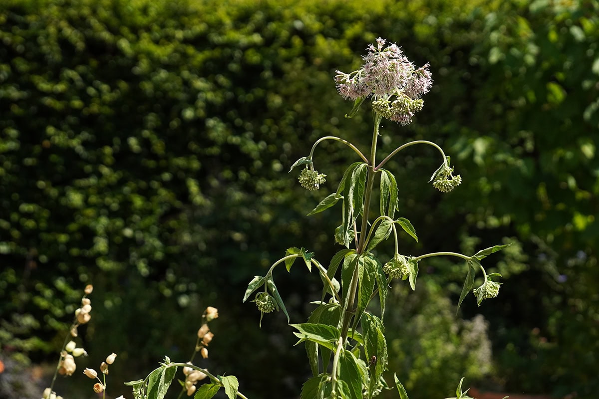 Plant met hangende bloemen en bladeren in de zon