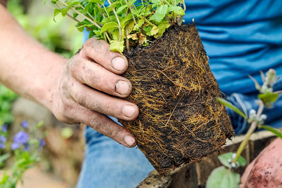 Iemand plant ereprijs in een pot.