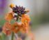 Oranje bloem van de muurbloem