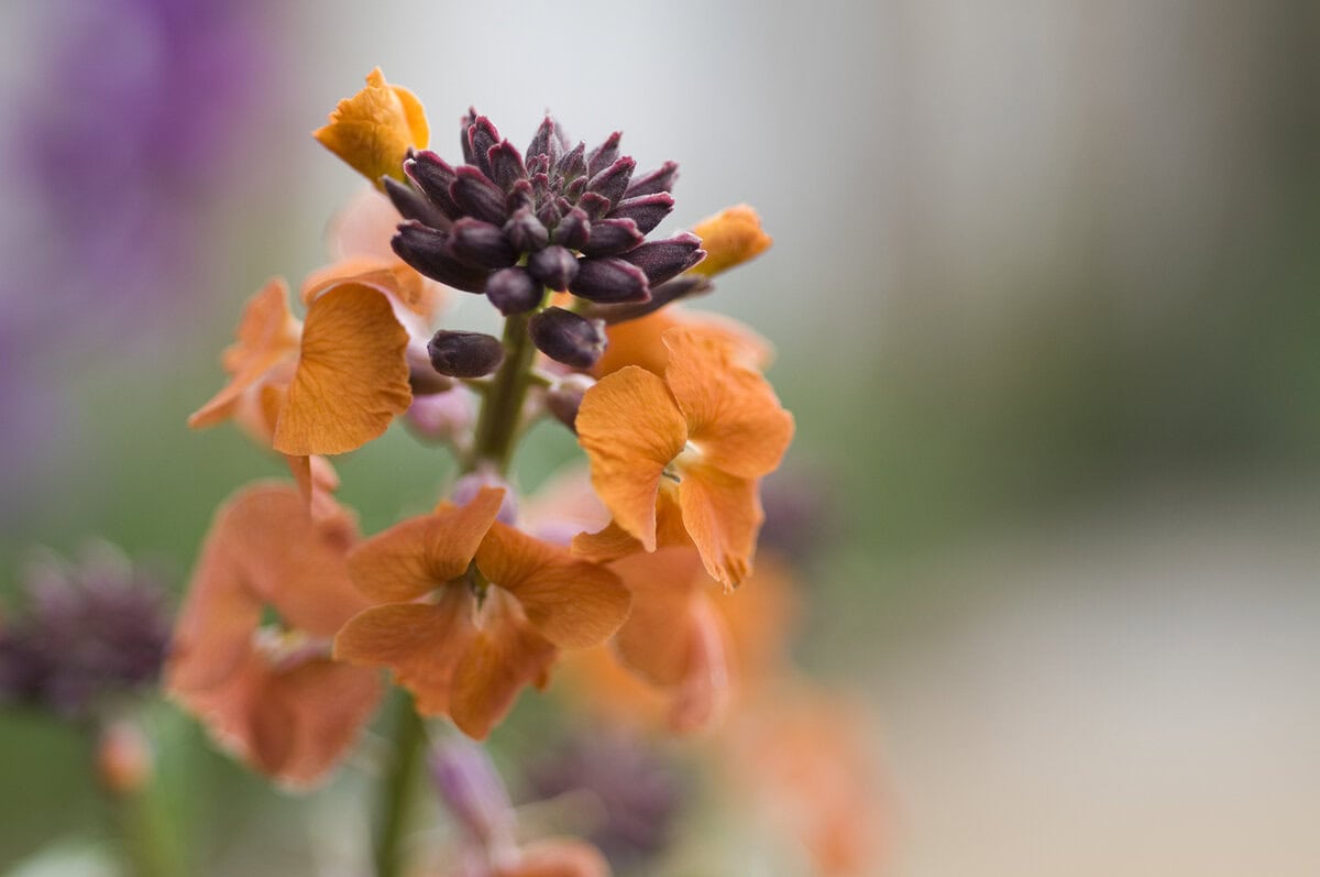 Oranje bloem van de muurbloem