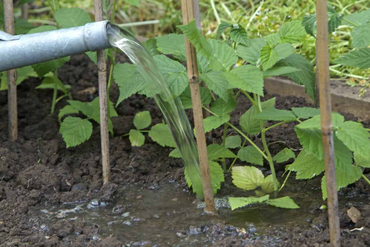 Iemand geeft frambozenstruiken water.