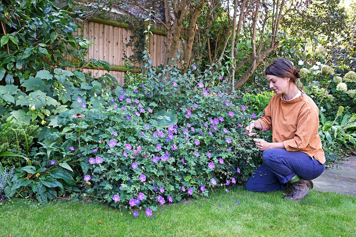 Geknielde vrouw knipt bloemen van geranium af.