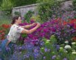 Vrouw knipt bloemen uit planten