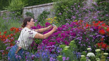 Vrouw knipt bloemen uit planten