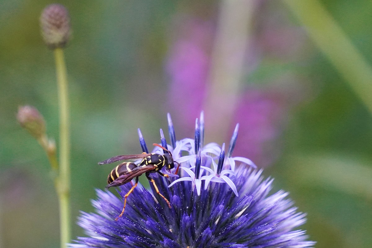 Wesp op blauwe bloem en drinkt van nectar.